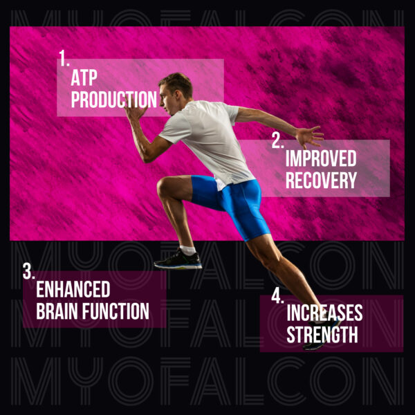 Myofalcon Nutrition Creatine